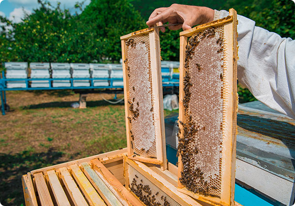 Honingproductie